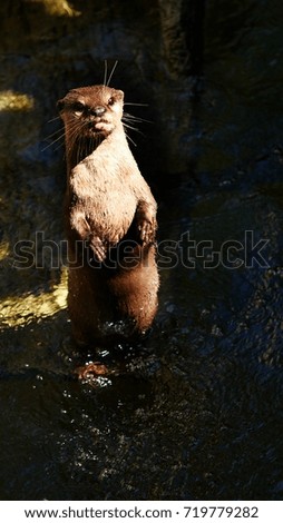 Small Clawed otter 