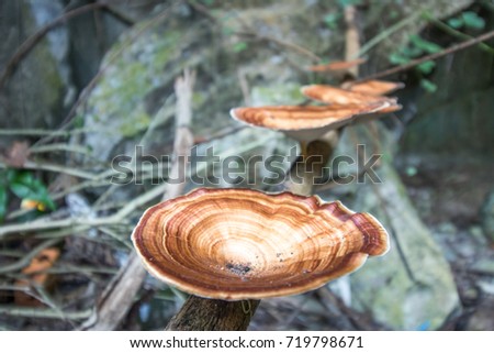 Tree Mushrooms 