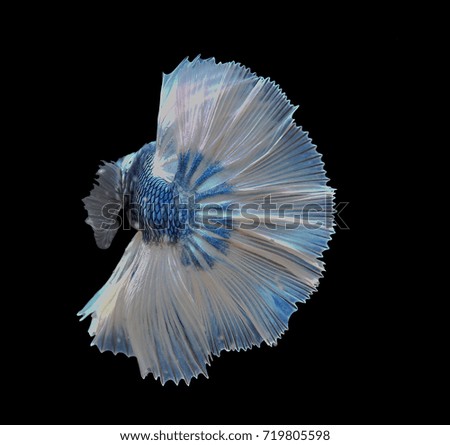 Half Moon species Blue body Tail and white fins On a black background
