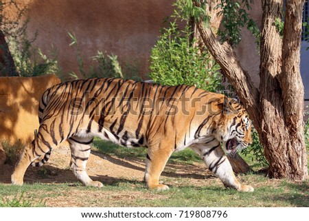 A large Siberian Tiger walking
