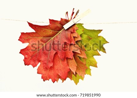 Autumn leaves hanging on a laundry line