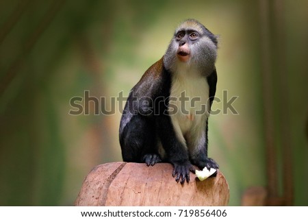 Campbell's mona monkey or Campbell's guenon monkey, Cercopithecus campbelli, in nature habitat. Primate from Ivory Coast, Gambia, Ghana. Royalty-Free Stock Photo #719856406