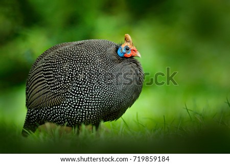 Helmeted guineafowl, Numida meleagris, big grey bird in grass. Wildlife scene from nature. Bird from Senegal, Gambia, Guinea-Bissau, Guinea. Guineafowl, African forest. Royalty-Free Stock Photo #719859184