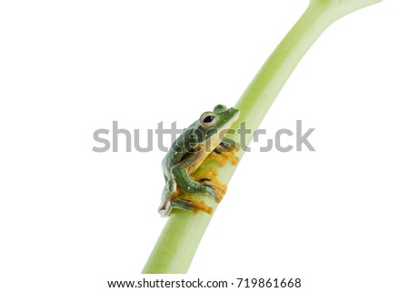 Black-webbed flying tree frog, Rhacophorus kio, on white background