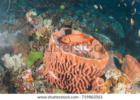 Coral bell and fish