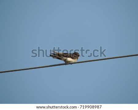Bird in Thailand