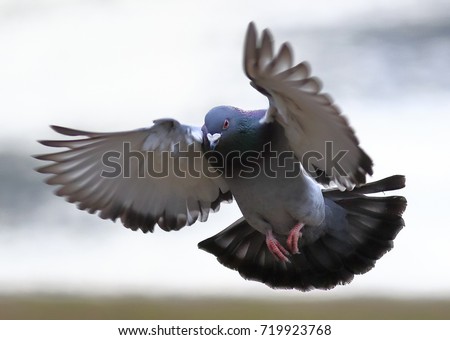 Close-up photo of pigeon landing against the camera. Isolated bird on neutral light background. Rock dove, Columba livia.