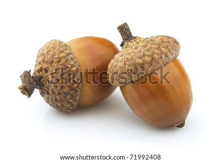 Two acorns on a white background Royalty-Free Stock Photo #71992408