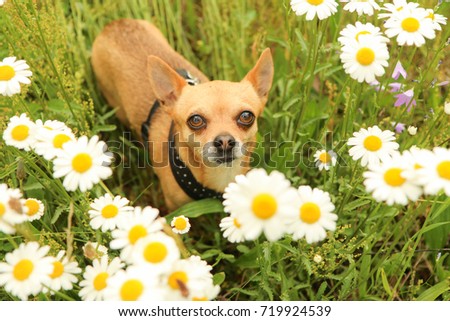 A portrait picture of the chihuahua dog during the walk in the nature. 
