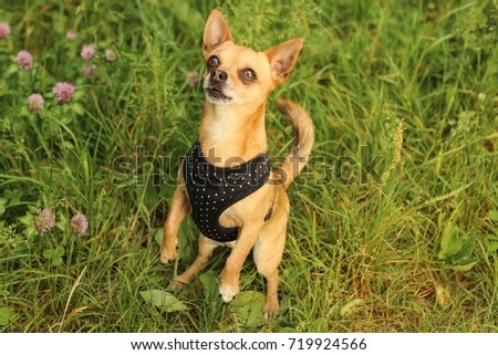 A portrait picture of the chihuahua dog during the walk in the nature. He is sitting up on its hind legs. 