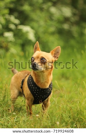A portrait picture of the chihuahua dog during the walk in the nature. 