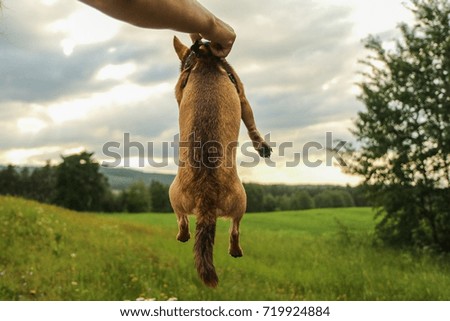 A portrait picture of the chihuahua dog during the walk in the nature. The owner is carrying the dog over the meadow and is holding him high in the air. 
