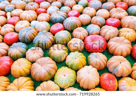 background of colorful ripe pumpkins