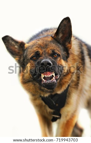 Aggressive, angry dog on white background