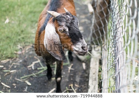 Brown Goat in the zoo