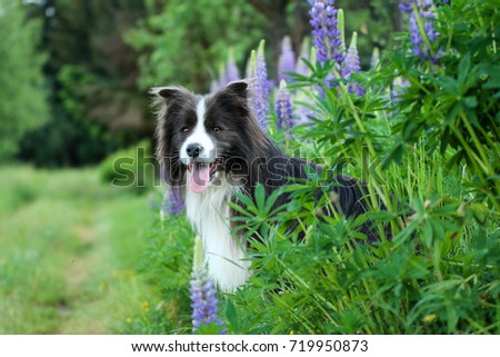 A picture of a young male border collie sitting in the flowers in the countryside. Looks happy. 