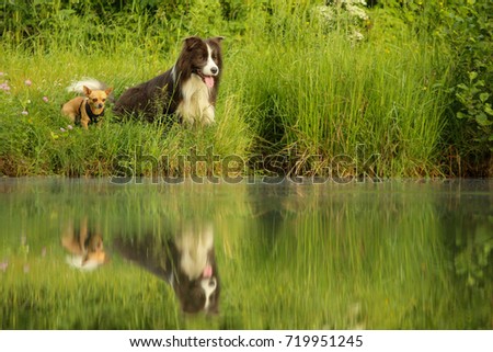 A picture of two dog friends sitting by the water and looking away. They look quite happy together. 