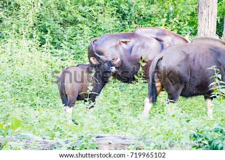 Indian Gaur, Indian Bison(Bos gaurus)