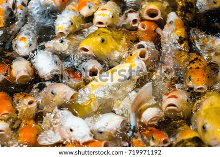 Japanese funny fancy koi carp fishes asking for food