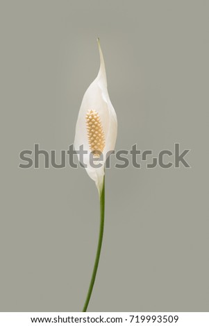 Peace lilly image