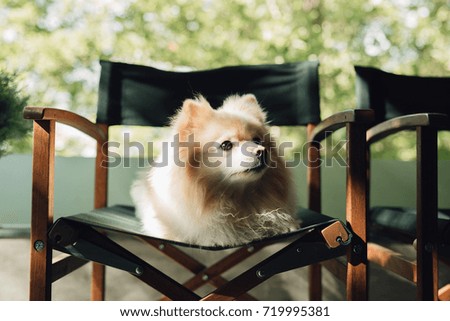 Pomeranian dog are sitting on chairs.