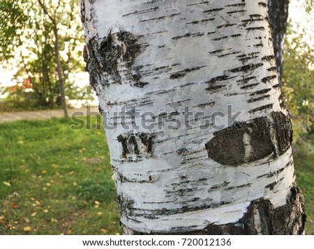 a beautiful close up photo of birch trunk in autumn warm sunlights