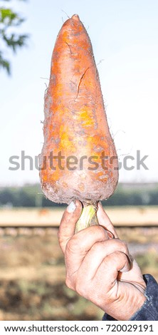 Carrots in hand