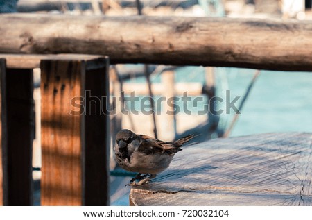 Young sparrow (passer montanus) sitting on the wooden table on the sea background close up. Selective focus and shallow DOF