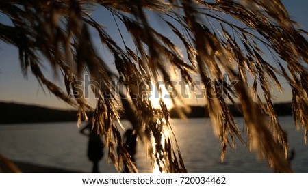 Reed flower ans sunset