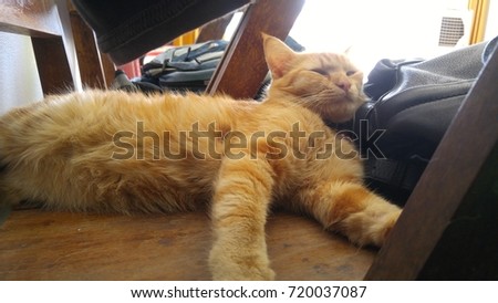 A cat sleeping on armchair wood.