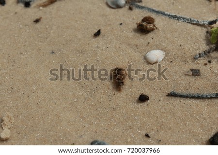 seashells and pebbles on the beach
