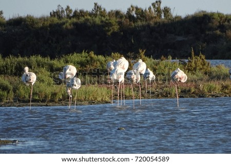 flamingos in a river from Delta del Ebro, Catalonia on summer