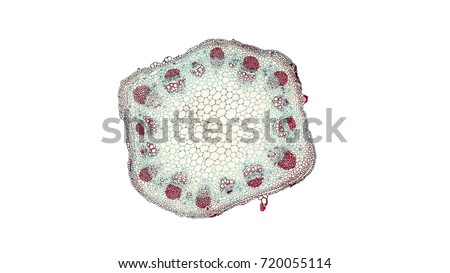 cross section cut of sunflower stem under the microscope Royalty-Free Stock Photo #720055114