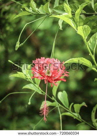 red hibiscus with green leaf background