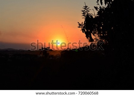 Silhouette of mango tree with flower in late afternoon