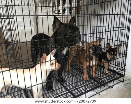 French bulldog and Chihuahua dog stay still and calm in the cage, wait for candy, cute dog.