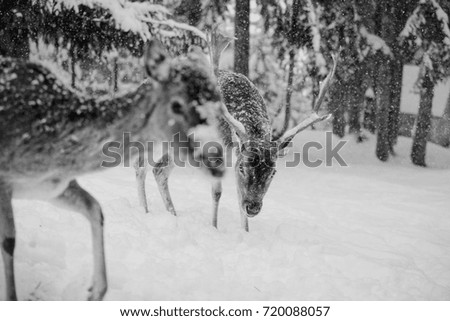 A beautiful deer in the forest. Deer. Black and white photo. Nature. Wild life. The journey