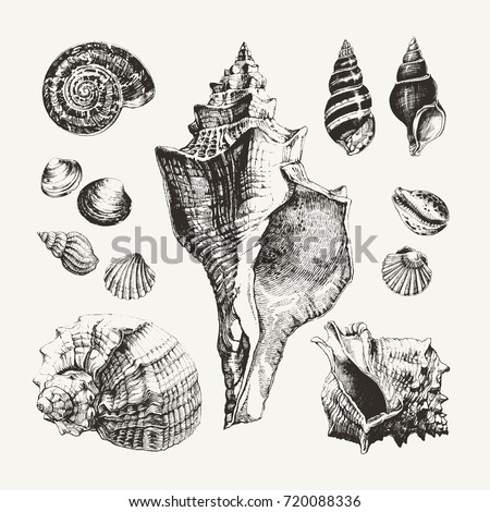 Ink drawn seashells and snails