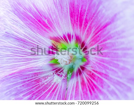 The pink hollyhock(Alcea rosea) Close up 