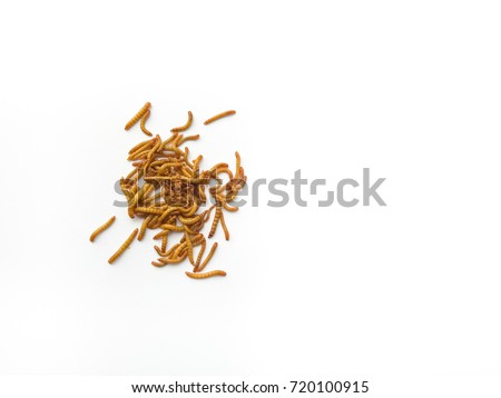 Mealworms are the larval form of the beetle are currently cultured as economic animals. It use to food for various pets, especially beautiful pets such as fish, birds, reptiles, hamsters or squirrels Royalty-Free Stock Photo #720100915
