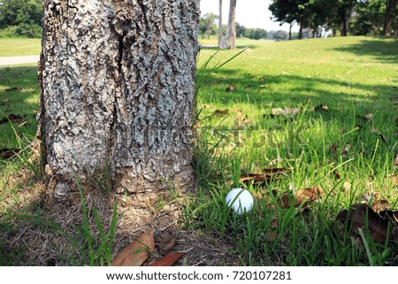 Golf Ball at Tree Bottom