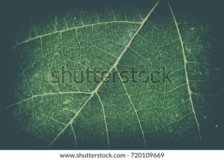 Retro background of a leaf with light vignetting