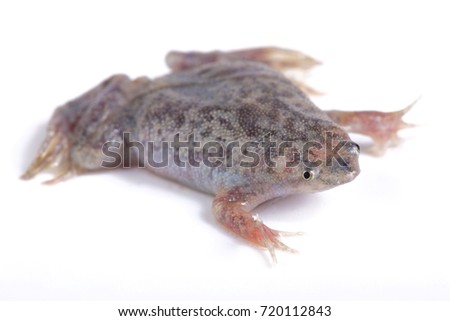 Sabana Surinam toad, Pipa parva
