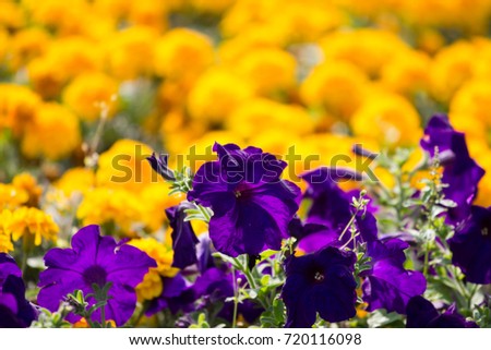 Pansies violet and yellow.