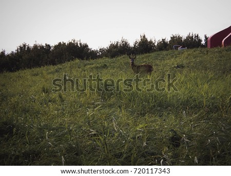 A deer in a lawn
