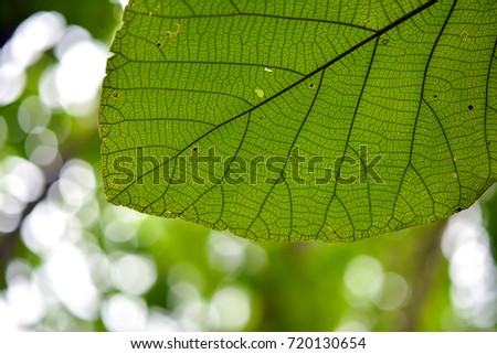 Small leaf in a Nature