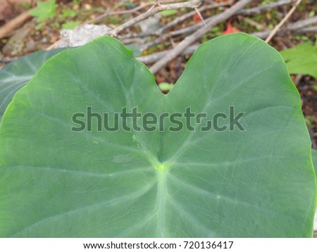 Big Taro leafs, elephant-ear leaves, Colocasia, Alocasia macrorrhizos, Xanthosoma, Greenery Plant