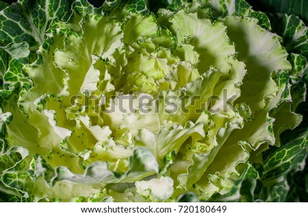 Decorative cabbage. Food texture. Low key lighting