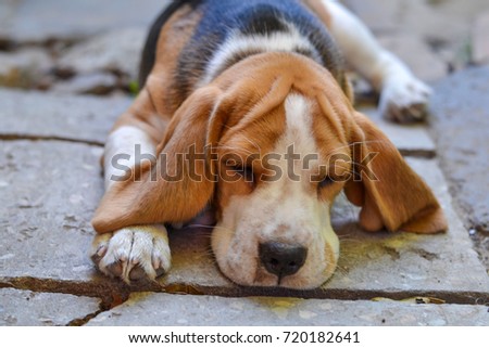 Close-up image of Beagle puppy - English breed of dogs with long and soft ears