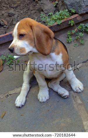 Close-up image of Beagle puppy - English breed of dogs with long and soft ears